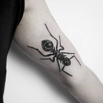 Tattoo-Skizzen “Ameise”