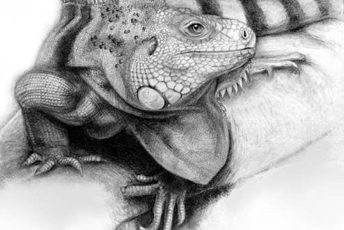 Tattoos Vorlagen von Leguanen