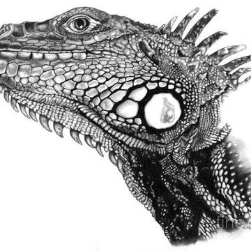 Tattoos Vorlagen von Leguanen