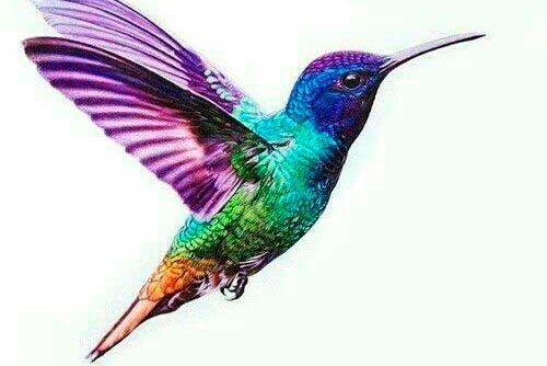 Tattoos Vorlagen vom Kolibri