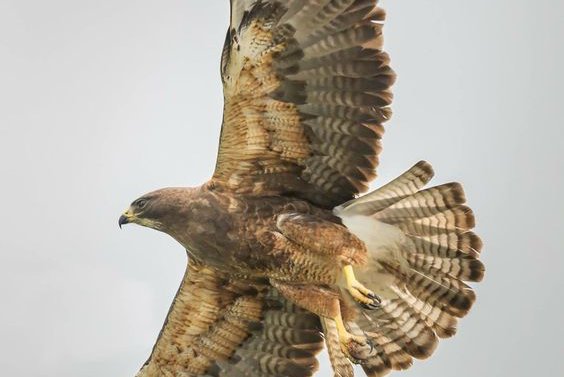 Tattoo-Skizze Falke