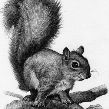 Tattoo-Skizze Eichhörnchen