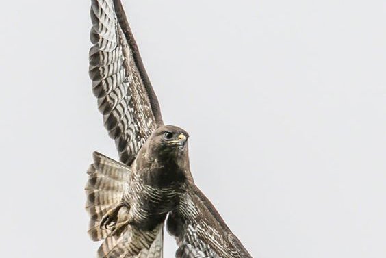 Tattoo-Skizze Falke